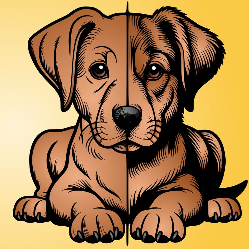 realistic dog split picture