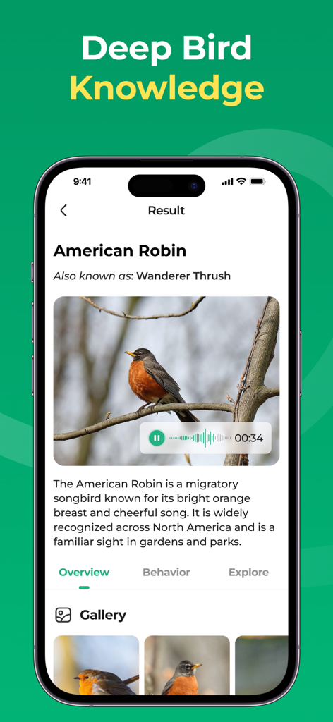 BirdScope: Bird Identifier - BirdScopeアプリに、アメリカンロビン識別に関する詳細情報と音声が表示されている。