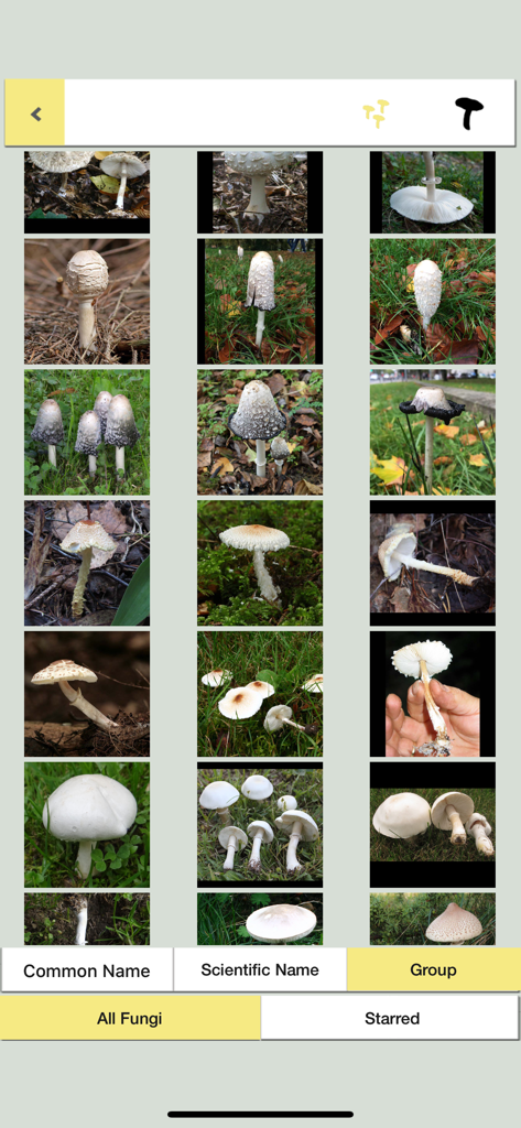 Mushrooms & other Fungi UK - Mobile app interface showing a grid of various wild mushroom photos for identification