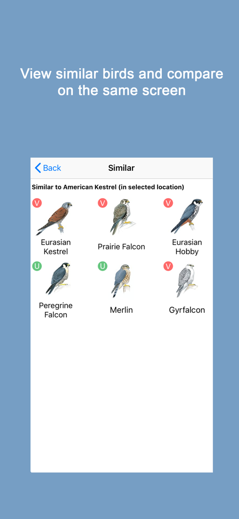 Écran de comparaison dans l'application Oiseaux Sibley montrant des espèces similaires comme les faucons et les crécerelles pour une identification plus facile