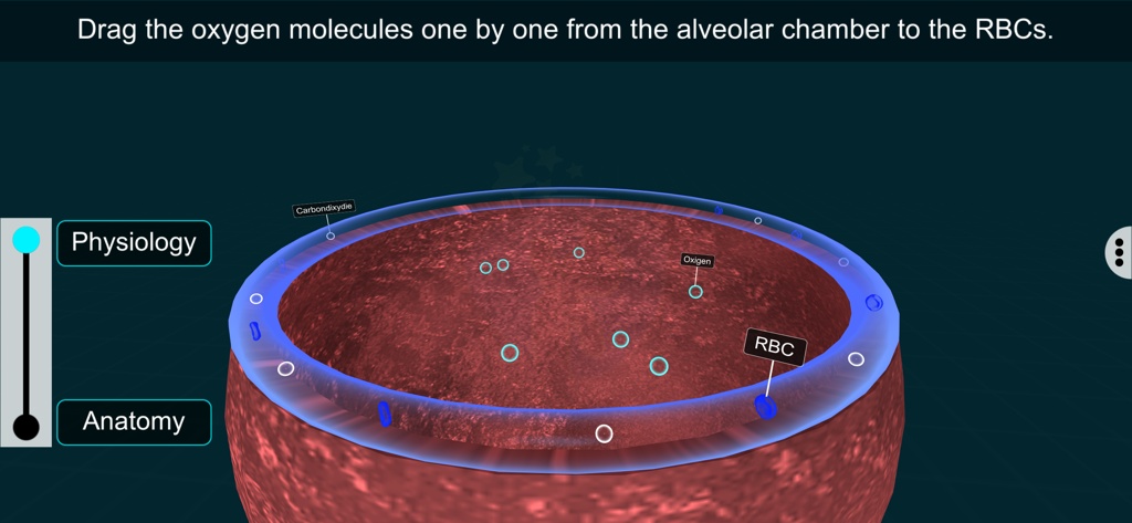 Respiratory Sys - EduTech Era - Simulación interactiva de moléculas de oxígeno que se mueven de la cámara alveolar a los glóbulos rojos.