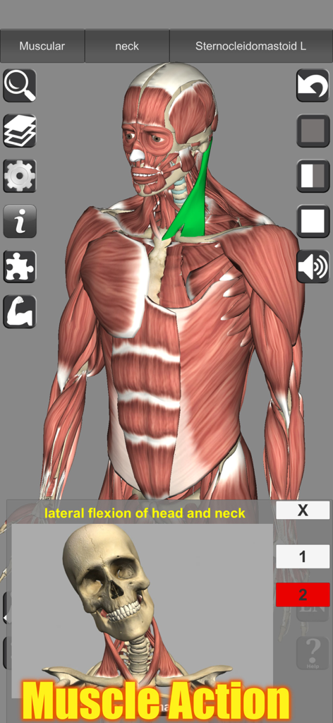 Un modelo 3D del sistema muscular humano destacando el esternocleidomastoideo y demostrando la flexión lateral de cabeza y cuello.