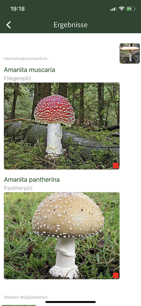 PilzSnap - Pilze sammeln! - Schermata dei risultati dell'identificazione dei funghi dell'app PilzSnap che mostra Amanita muscaria e Amanita pantherina con indicatori di tossicità rossi.