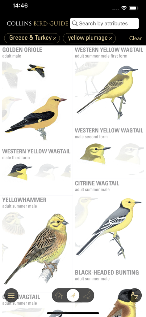 Risultati di ricerca nell'app Collins Bird Guide per uccelli con piumaggio giallo in Grecia e Turchia, tra cui l'Oriolo dorato e la Cutrettola.