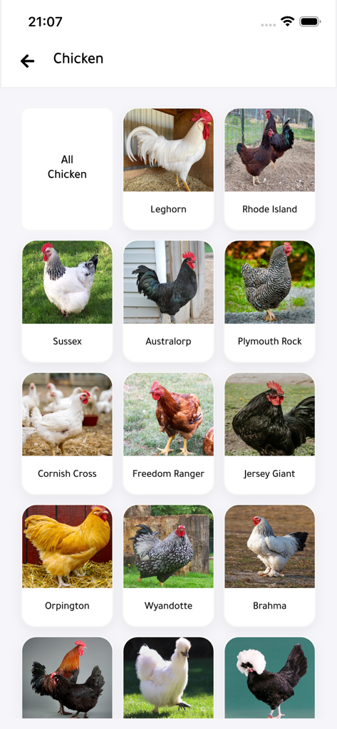 Une grille de catégories de races de poulets dans l'application Flipa montrant des options comme Sussex Australorp et Orpington.