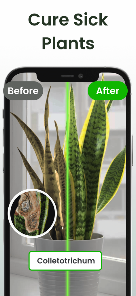 Plant Identifier: Plantiary - Plantiaryアプリのインターフェースが、コレオトリクム病と診断されたサンスベリアの植物の、変更前と変更後の比較を示しています。