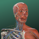 万康人体解剖-3dbody解剖