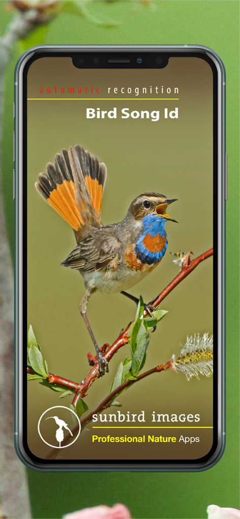 The splash screen of the Bird Song Id UK app featuring a bird on a branch with text highlighting automatic recognition.