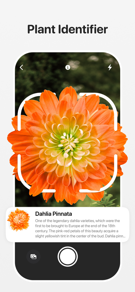Plant Identifier - Leafora AI - Plant Identifier Leafora AI app interface scanning an orange Dahlia Pinnata flower