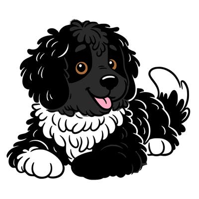 bernedoodle