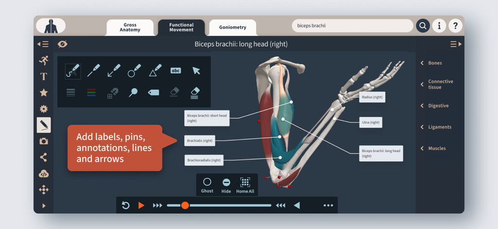 Primal's 3D Functional Anatomy - A 3D anatomical model of a human arm with muscle labels and interactive annotation tools in the Primal 3D Functional Anatomy app