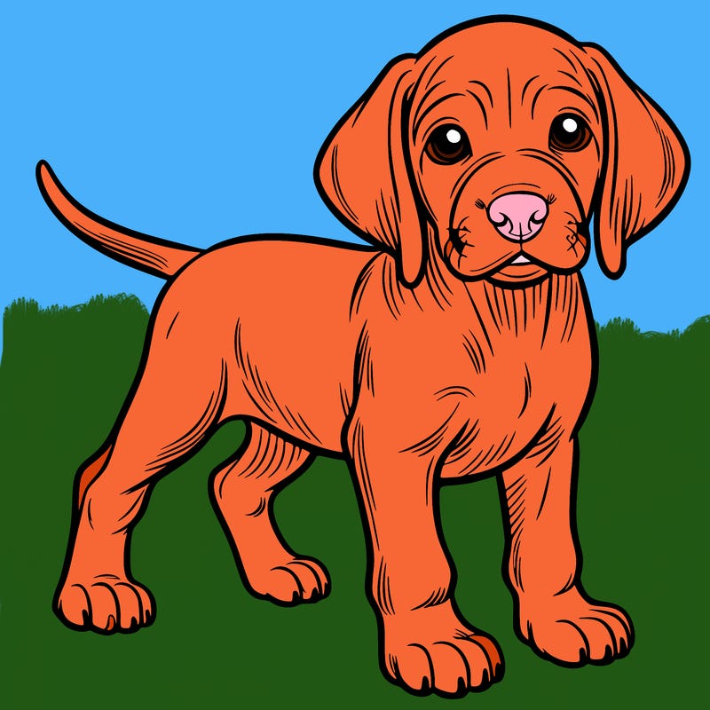 hungarian vizsla puppy