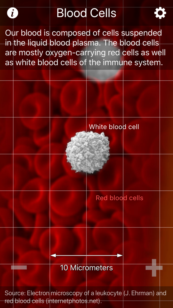 Cosmic Eye - A microscopic view showing red and white blood cells at a scale of ten micrometers in the Cosmic Eye app