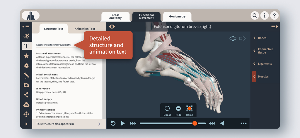 Primal's 3D Functional Anatomy - Detailed 3D foot anatomy model with accompanying structural and functional text in the Primal 3D app
