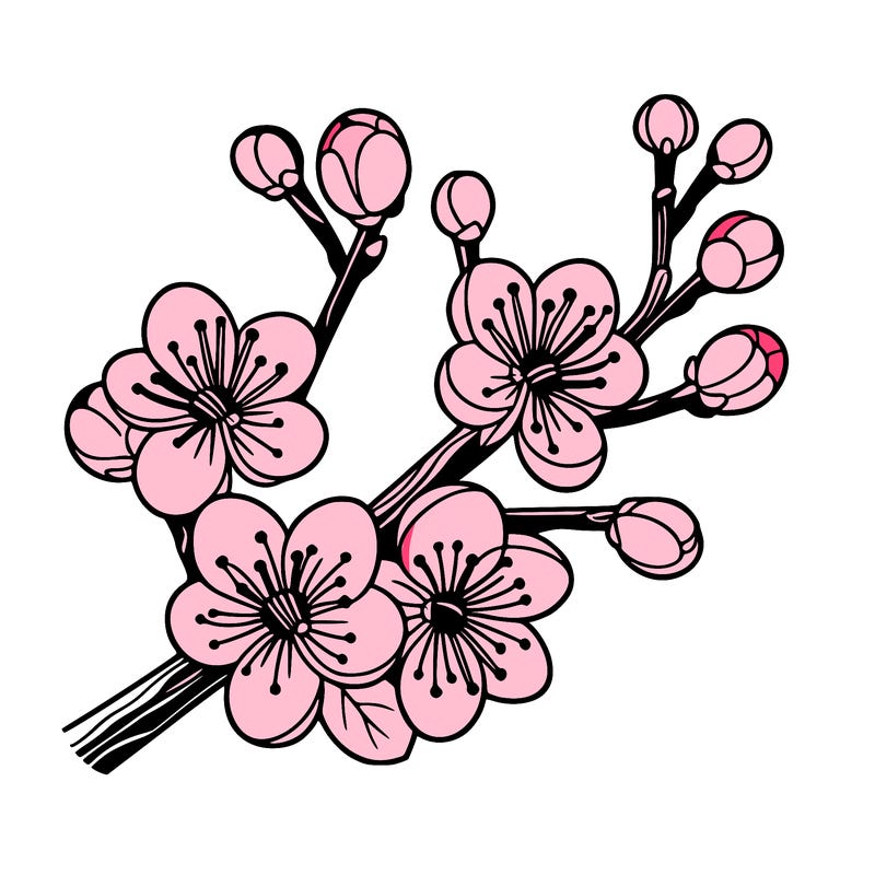cherry blossom