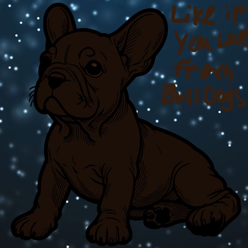 french bulldog