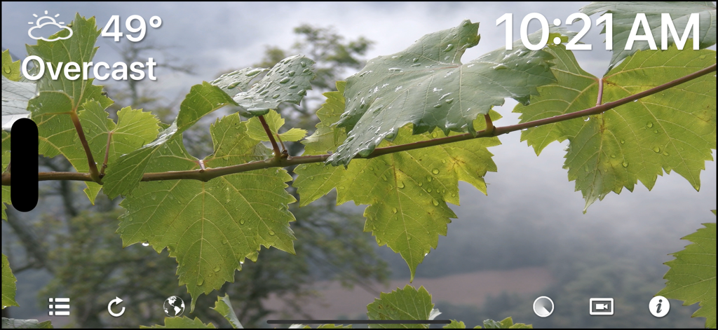 Primer plano de hojas verdes con widgets de clima y hora