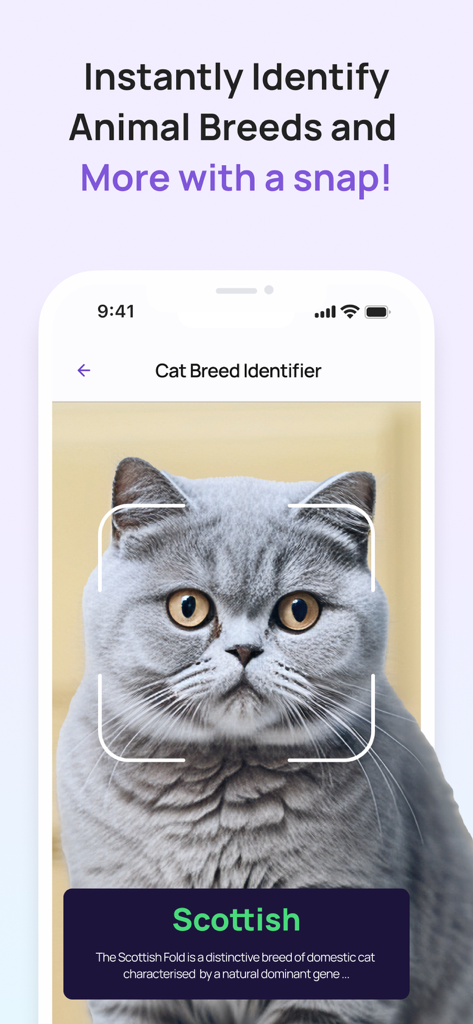 6Sense AI - Schermata dell'app 6Sense AI che identifica una razza di gatto scozzese