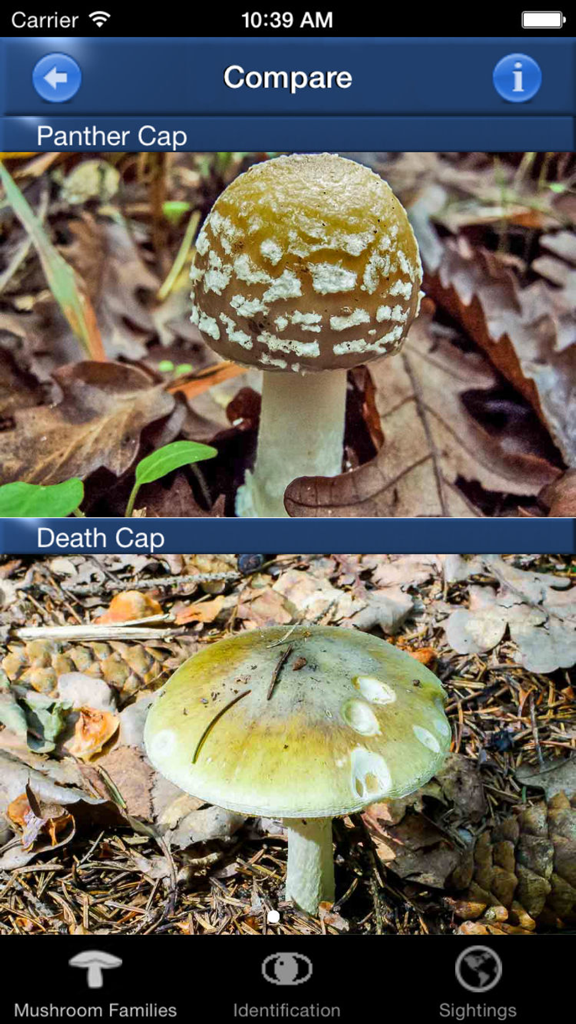 Confronto fianco a fianco di un Amanita pantherina e un Amanita phalloides nell'app Mushroom Id.
