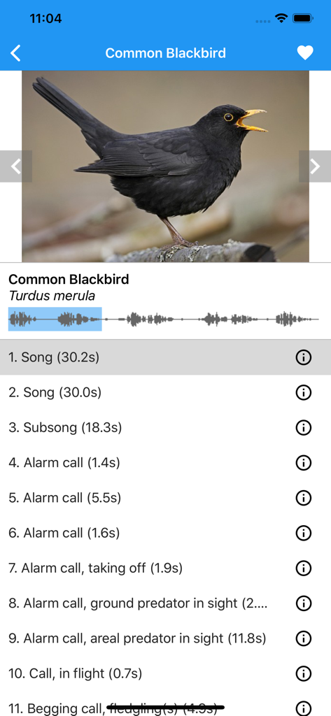 Common Blackbird species profile in BirdSounds Europe app with audio list and waveform