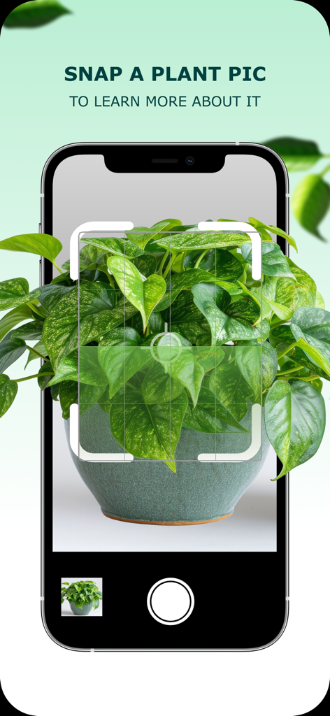 Pantalla de teléfono móvil que muestra la aplicación Plant IQ identificando una planta de interior verde usando la cámara.