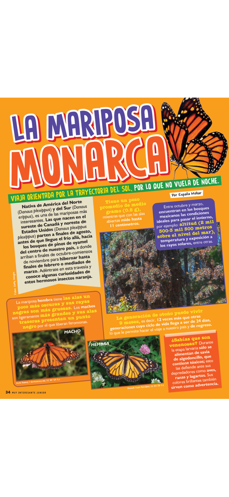 Muy Interesante Junior - Educational article about the Monarch butterfly in Spanish from the Muy Interesante Junior app