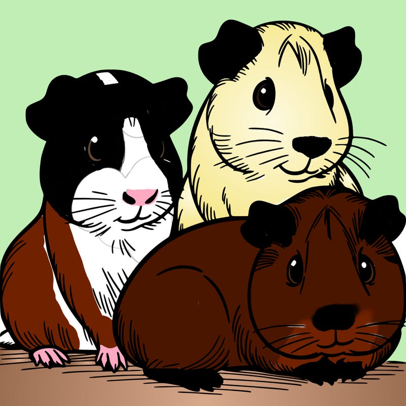 guinea pigs