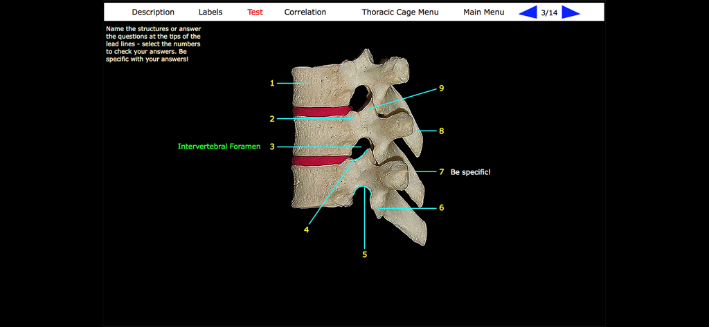 Interfaccia di test che mostra un campione di vertebre toraciche umane reali con linee guida numerate per l'identificazione della struttura anatomica