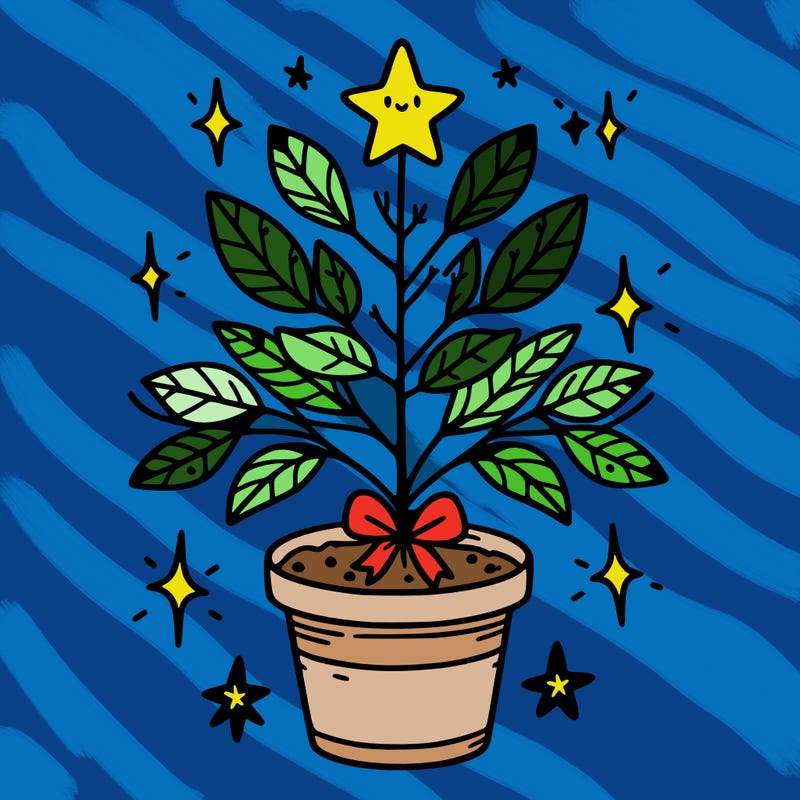 christmas plant