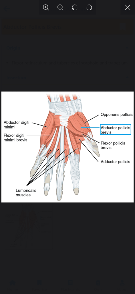 Detailed anatomical diagram of human hand muscles with labels from the Learn Muscles Anatomy app