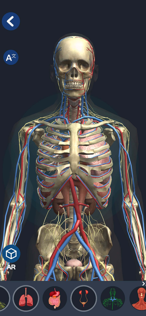 Anatomy & Physiology AR - interactive 3d human anatomy model with skeletal and circulatory systems