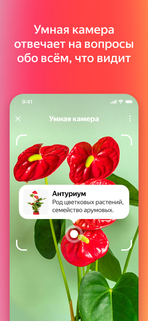 Fonctionnalité de caméra intelligente de l'application Yandex identifiant une fleur d'Anthurium rouge