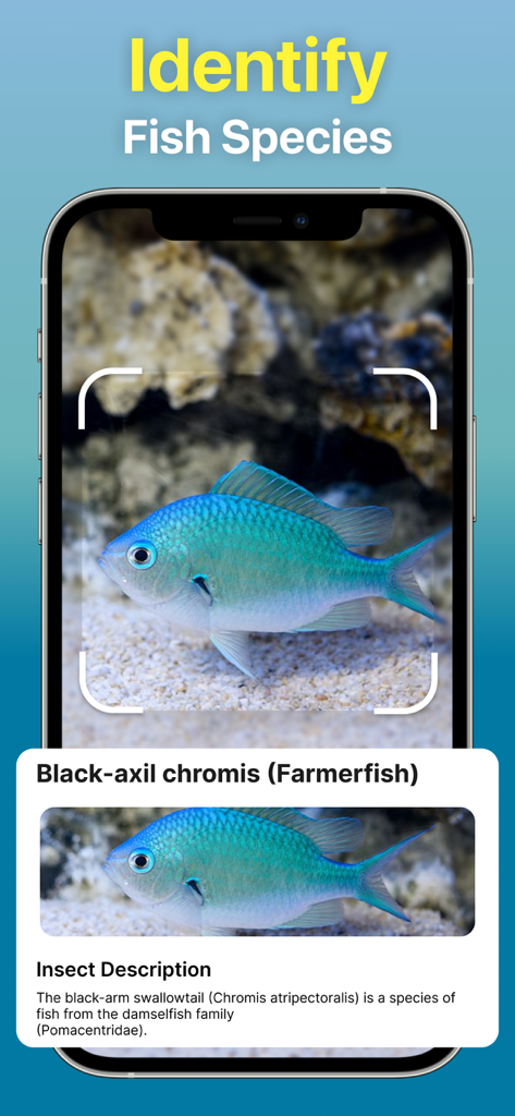 Identify Anything AI Scanner - Pantalla de la aplicación Identificar Cualquier Cosa Escáner IA mostrando un pez azul siendo identificado como un Chromis axil negro
