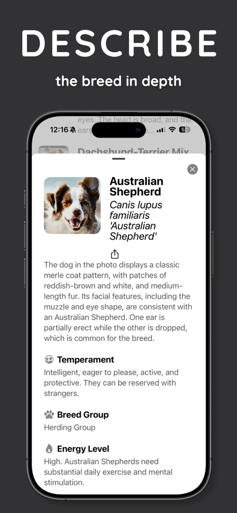 DogScan - Identify Dog Breeds - Screenshot of the DogScan app displaying detailed breed information and characteristics for an Australian Shepherd
