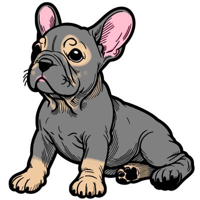 french bulldog