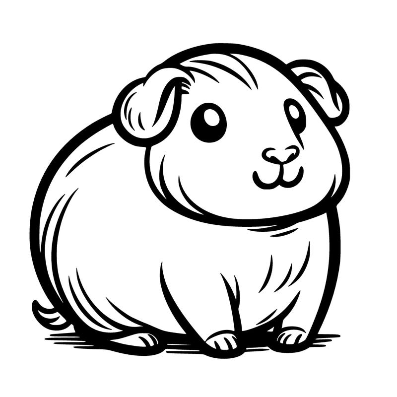 guini pig