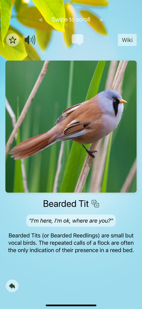 Bearded Tit bird profile with human translation of its call in the Chirp app