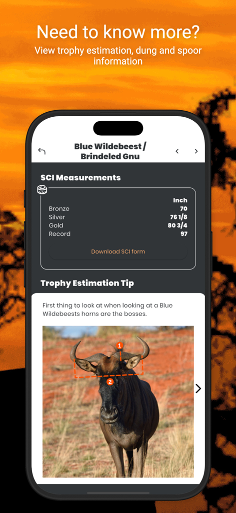 International Hunters - Trophy estimation guide and SCI measurements for Blue Wildebeest in the International Hunters app