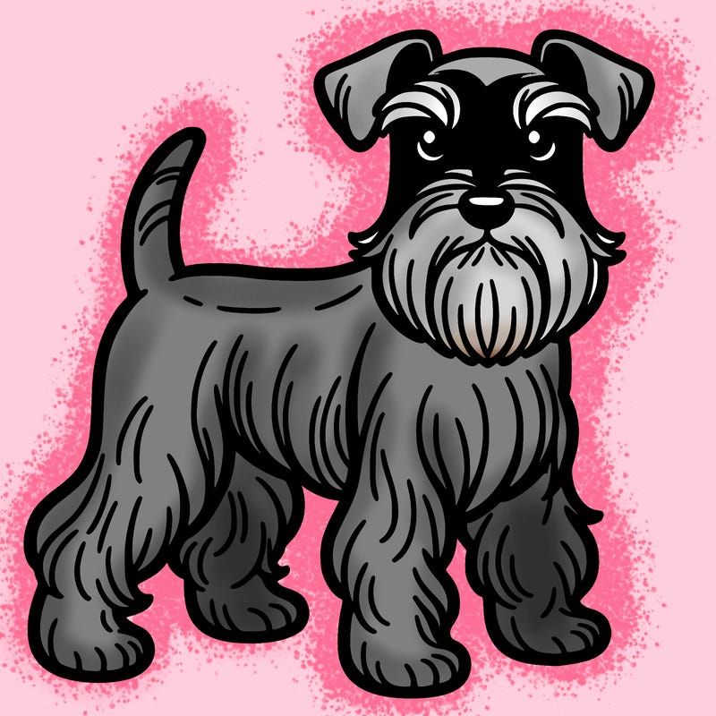 miniature schnauzer