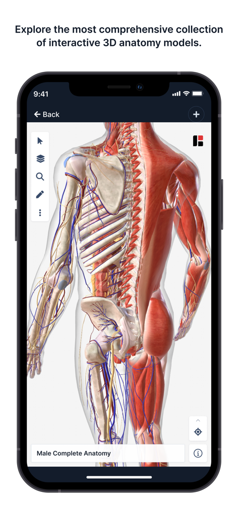 Interactive 3D model of the male human anatomy showing musculoskeletal and nervous systems