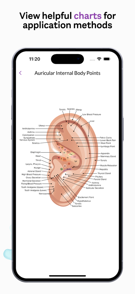 Auricular internal body points chart for essential oil application on the ear in the Essentl app.
