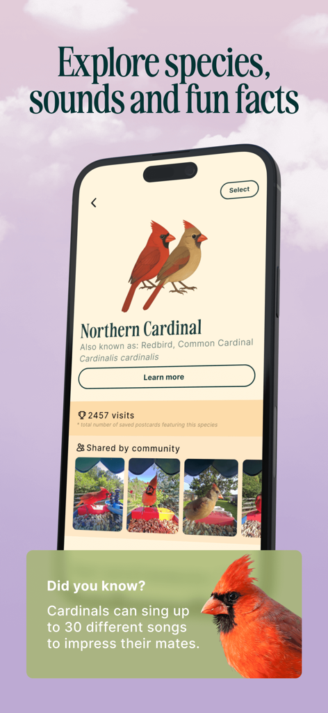 Birdbuddy: ID & Collect Birds - Birdbuddyアプリが、Northern Cardinalの種情報と面白い事実を表示しています。