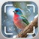 Bird Identifier, Bird Id