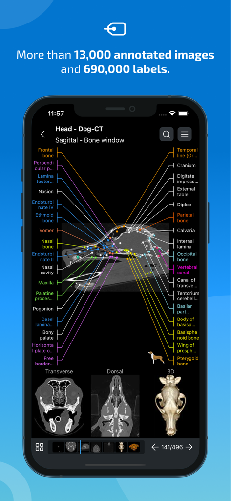 IMAIOS vet-Anatomy - Interface of the IMAIOS vet-Anatomy app showing a dog head CT scan with detailed anatomical labels