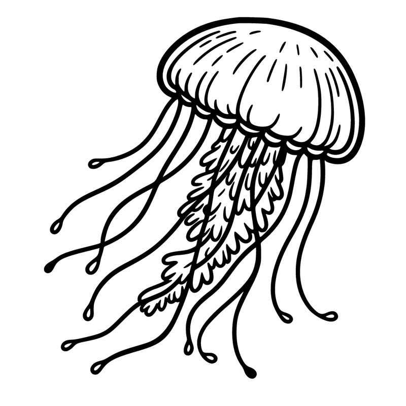jellyfish