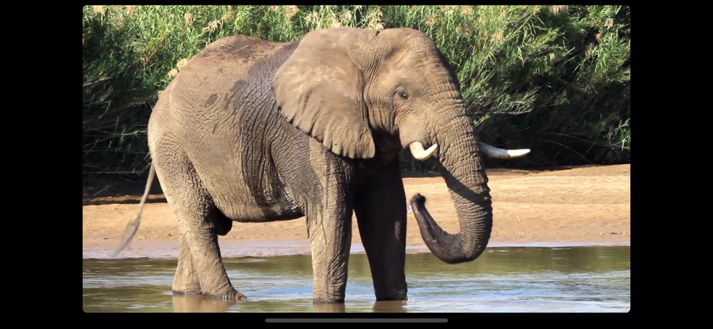 Video Touch: Wild Animals - HD video clip of an elephant standing by a river for educational learning