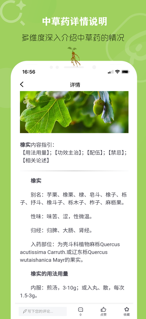 Detailed medical profile for the herb Oak Acorn in a TCM professional reference mobile application.