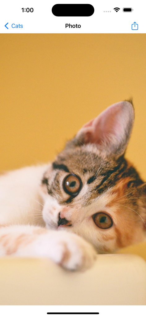 Preview of a cute kitten photo within the Widget Photos app interface