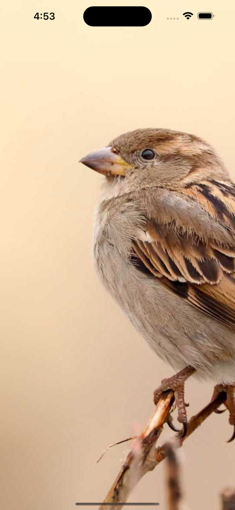 My Sparrow SMS - A close up image of a sparrow bird on a branch