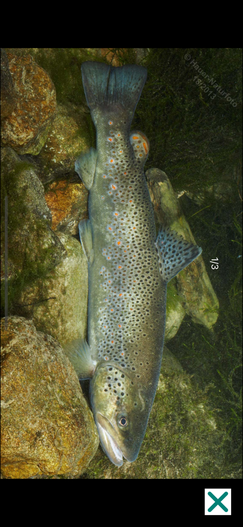 Fische OÖ - Schonbestimmungen - Detailed underwater photo of a brown trout in a rocky riverbed